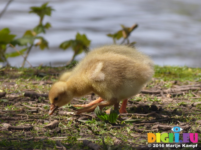 FZ028473 Goslings